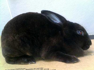 Mini Rex - Solid Black (Doe) - Mini Rex Rabbit