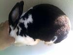 Mini Rex - Broken Black (Buck) - Mini Rex Rabbit