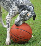 He loves his basketball!