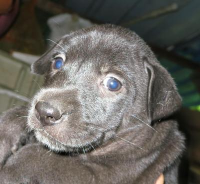 Mr  &amp; Ms Black - Mixed Breed Dog