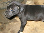 Mr  &amp; Ms Black - Mixed Breed Dog