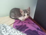 Zink - Domestic Medium Hair Cat