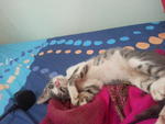 Zink - Domestic Medium Hair Cat