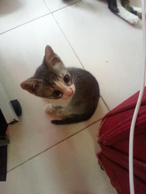 Zink - Domestic Medium Hair Cat
