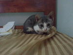 Zink - Domestic Medium Hair Cat