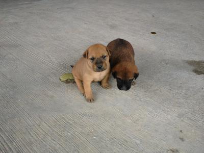 Cute Puppy - Mixed Breed Dog