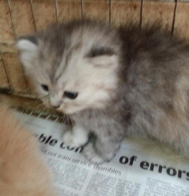 Marbella - Persian Cat