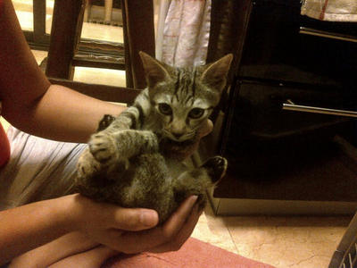 Gaga And Friendly  - Domestic Short Hair Cat