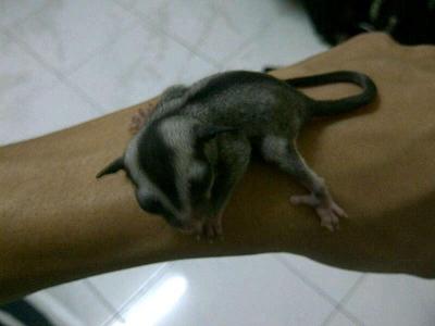 Sugar Glider 1 - Sugar Glider Small & Furry