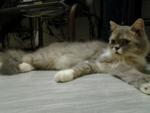 Kabu - Domestic Medium Hair + Persian Cat