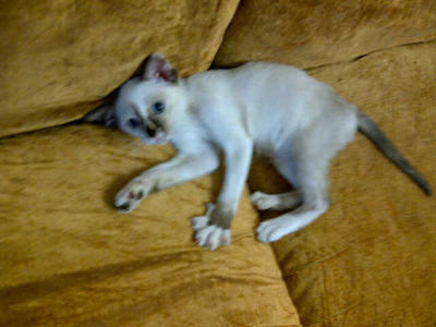 Korat - Siamese Cat