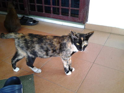 Blon - Tortoiseshell + Domestic Short Hair Cat