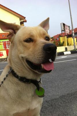 Max - Retriever Mix Dog