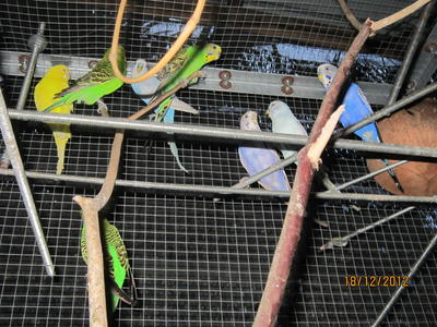 Budgie - Budgie/Budgerigar Bird