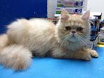 Rollins - Persian Cat