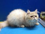 Rollins - Persian Cat