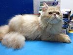 Rollins - Persian Cat