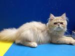 Rollins - Persian Cat