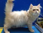 Rollins - Persian Cat