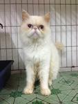 Rollins - Persian Cat