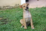 Kadi - Mixed Breed Dog