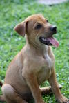 Kadi - Mixed Breed Dog