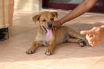 Kadi - Mixed Breed Dog