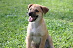 Dimi - Mixed Breed Dog