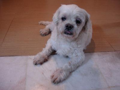 Billyboy - Shih Tzu + Maltese Dog