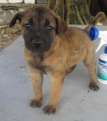 The &quot;F&quot; Group Puppies - Mixed Breed Dog