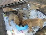 The &quot;F&quot; Group Puppies - Mixed Breed Dog