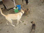 The &quot;F&quot; Group Puppies - Mixed Breed Dog