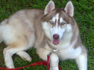 Prince Lost At Masai,johor - Siberian Husky Dog