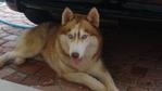 Prince Lost At Masai,johor - Siberian Husky Dog