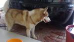 Prince Lost At Masai,johor - Siberian Husky Dog