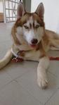 Prince Lost At Masai,johor - Siberian Husky Dog