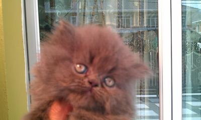 Flipper - Persian Cat