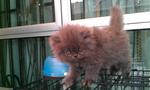 Flipper - Persian Cat