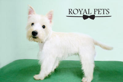 West Highland Terrier - West Highland White Terrier Westie Dog