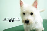 West Highland Terrier - West Highland White Terrier Westie Dog