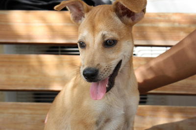 Kubi - Mixed Breed Dog