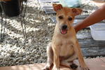 Kubi - Mixed Breed Dog