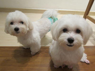 Brandy (Female) &amp; Whisky (Male) - Maltese Dog