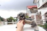 Toy Size Mini Schnauzer Puppy  - Schnauzer Dog