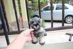 Toy Size Mini Schnauzer Puppy  - Schnauzer Dog