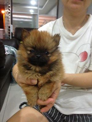 Adorable T-cup Pomeranian Puppy  - Pomeranian Dog