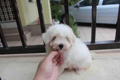 Maltese Puppy  - Maltese Dog