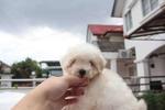 Maltese Puppy  - Maltese Dog