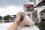 Maltese Puppy  - Maltese Dog