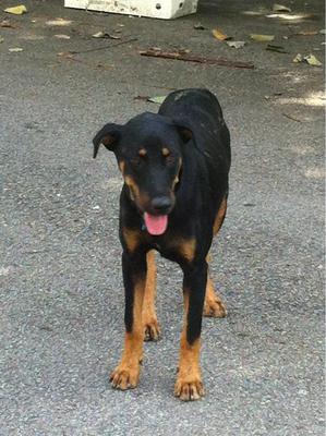 PF38885 - Doberman Pinscher Mix Dog